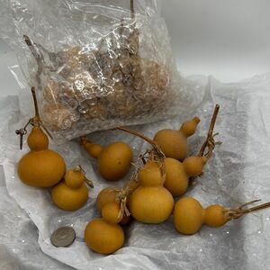 Bottled Gourd’s Mini Natural Dried-Also Known as (CALABASH) Lot of 20 pieces